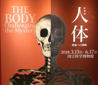 ヒトってどうなってるの？話題の 国立科学博物館「人体」展レポート