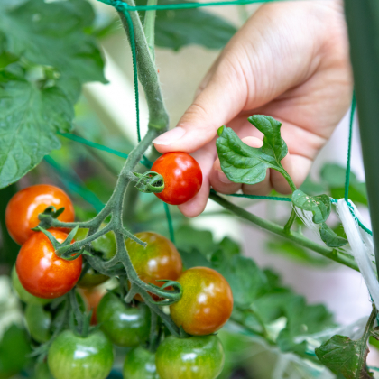 家庭菜園の経験者に聞く「育てやすい野菜＆ハーブ」ランキング…初心者でも失敗しない1位は？