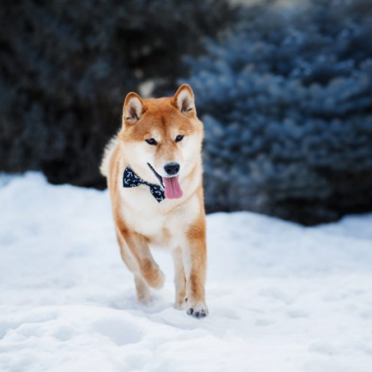 雪が降ると「犬は喜んで庭をかけまわる」って本当？心温まる冬の愛犬エピソード