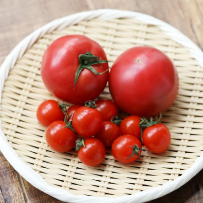 「トマト」の高い栄養価に注目！保存方法・上手な切り方まで【管理栄養士監修】
