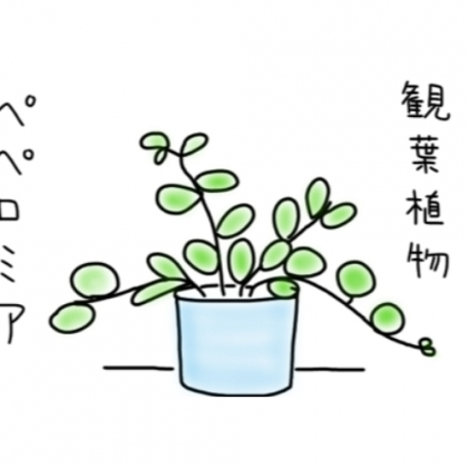 【4歳児あるある】わが家の観葉植物がすくすく育つ、そのワケは…