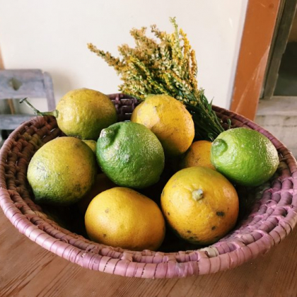 地元で収穫したレモンで作るレモン鍋やレモンケーキ【脱都会！野ざらし荘だより#4】
