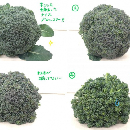 「イマイチなブロッコリー」はどこで見分ける？失敗しない選び方を伝授【ブロッコリー農家さんのココだけの話#2】