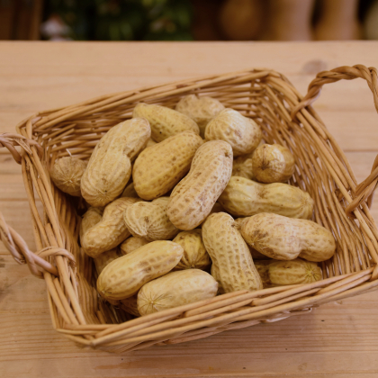 この時期だけ！「落花生」野菜のプロおすすめの食べ方は？【旬の野菜通信 10月】