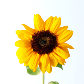 夏だって、お花を飾りたい！「旬の花選び」の3つのコツと飾りやすい「夏の花」7選