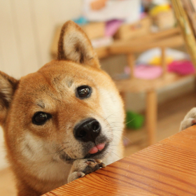 【犬連れ帰省：第3回 飼い主さんQ&A編】滞在先での犬の居場所、新幹線に乗るときの注意点