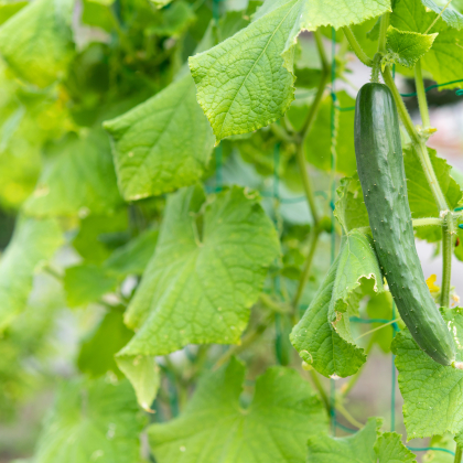 キュウリ・オクラも「ベランダ菜園」で！初心者でも失敗しにくいおすすめ野菜＆ハーブ8選