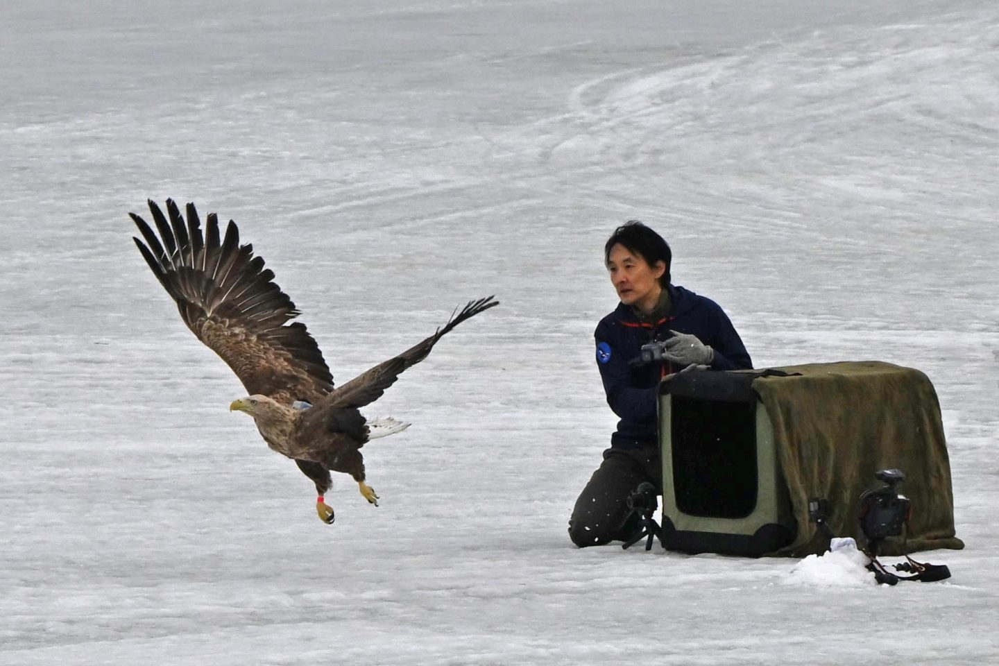 「動物のお医者さんになりたい」と子どもに言われたら？野生動物医に聞く、夢を応援するために親ができること