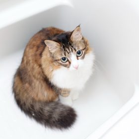 【猫の七不思議】濡れるのは苦手なのに風呂についてくるのはなぜ？飼い主が疑問に思っている愛猫の謎行動