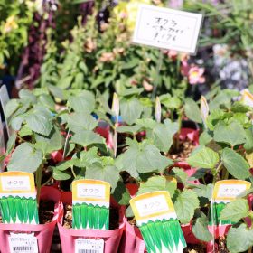 「その水やり、間違ってます！」ベランダ菜園で野菜がスクスク育つ秘訣をプロに聞いたら、目から鱗が落ちた