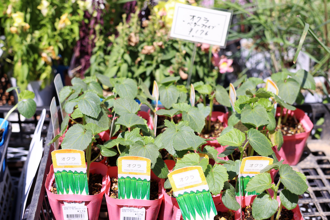 「その水やり、間違ってます！」ベランダ菜園で野菜がスクスク育つ秘訣をプロに聞いたら、目から鱗が落ちた