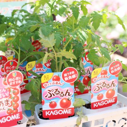 ミニトマトは1苗から50〜100粒収穫できる！家庭菜園でしか味わえない、甘〜い品種にも注目