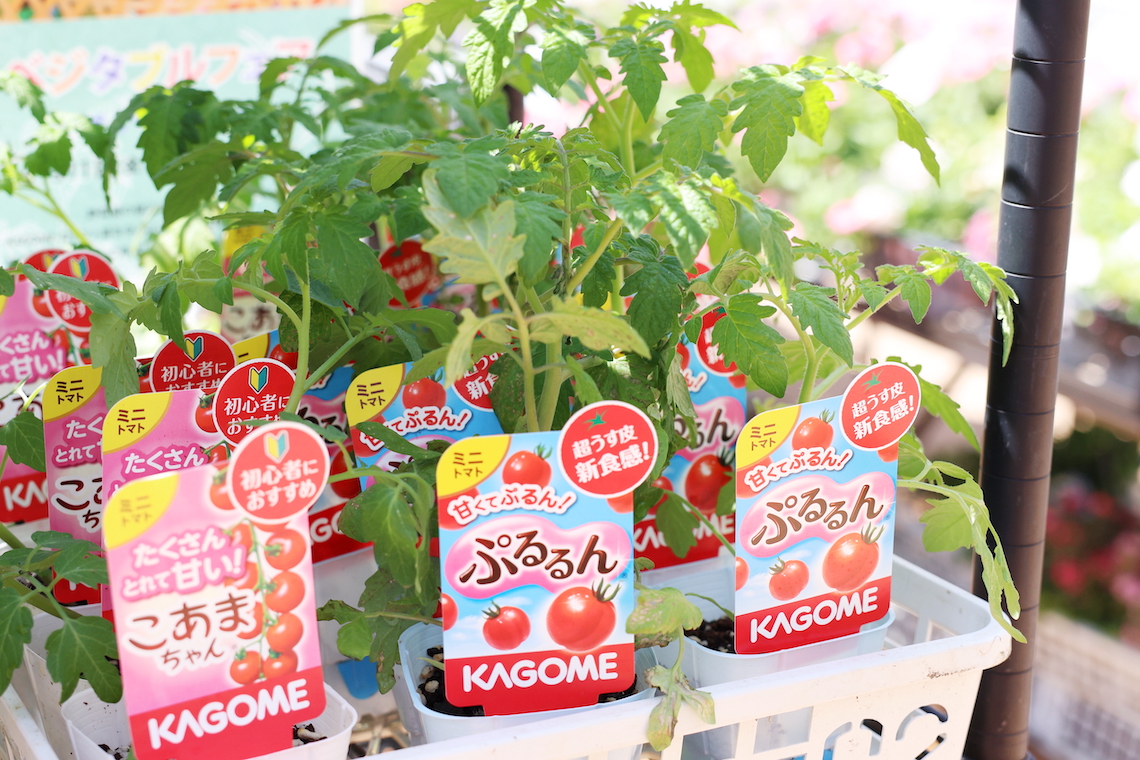 ミニトマトは1苗から50〜100粒収穫できる！家庭菜園でしか味わえない、甘〜い品種にも注目