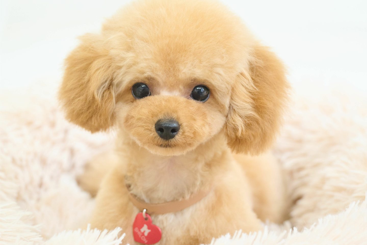 【犬編】ペットの写真を見せられて返しに困ったとき、飼い主が言われて嬉しい「ちょっと気の利いた褒め言葉」