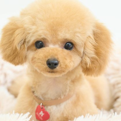【犬編】ペットの写真を見せられて返しに困ったとき、飼い主が言われて嬉しい「ちょっと気の利いた褒め言葉」