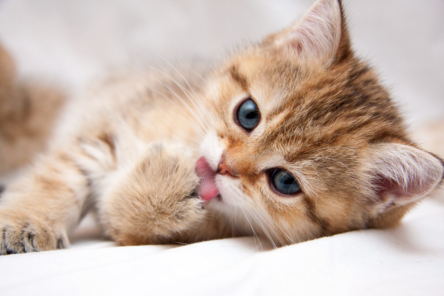 【猫編】「愛猫の写真を見せられたとき」語彙難民のための猫ホメ辞典。飼い主が喜ぶ一言はこれ！