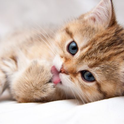 【猫編】「愛猫の写真を見せられたとき」語彙難民のための猫ホメ辞典。飼い主が喜ぶ一言はこれ！