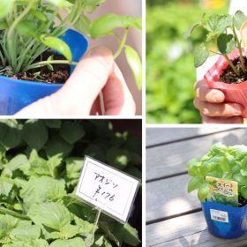バジルや枝豆は自宅で育てて節約！食卓が大充実する「夏野菜」と「育て方のコツ」