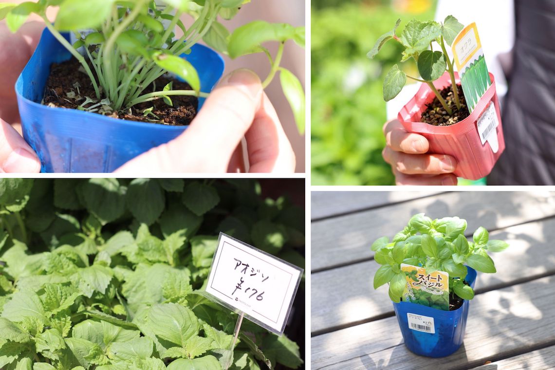 バジルや枝豆は自宅で育てて節約！食卓が大充実する「夏野菜」と「育て方のコツ」