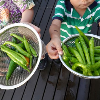 ベランダ菜園で失敗したくないなら「必ず収穫」！グリーンアドバイザーの私が選ぶ「元が取れる高コスパ野菜」とは【♯31】