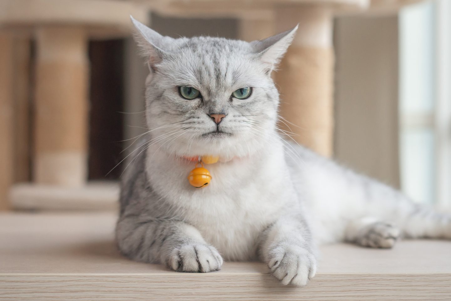 猫がゴロゴロ甘えていたと思ったら、突然ガブッ！…これってどういう意味？獣医師が解説