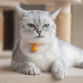 猫がゴロゴロ甘えていたと思ったら、突然ガブッ！…これってどういう意味？獣医師が解説