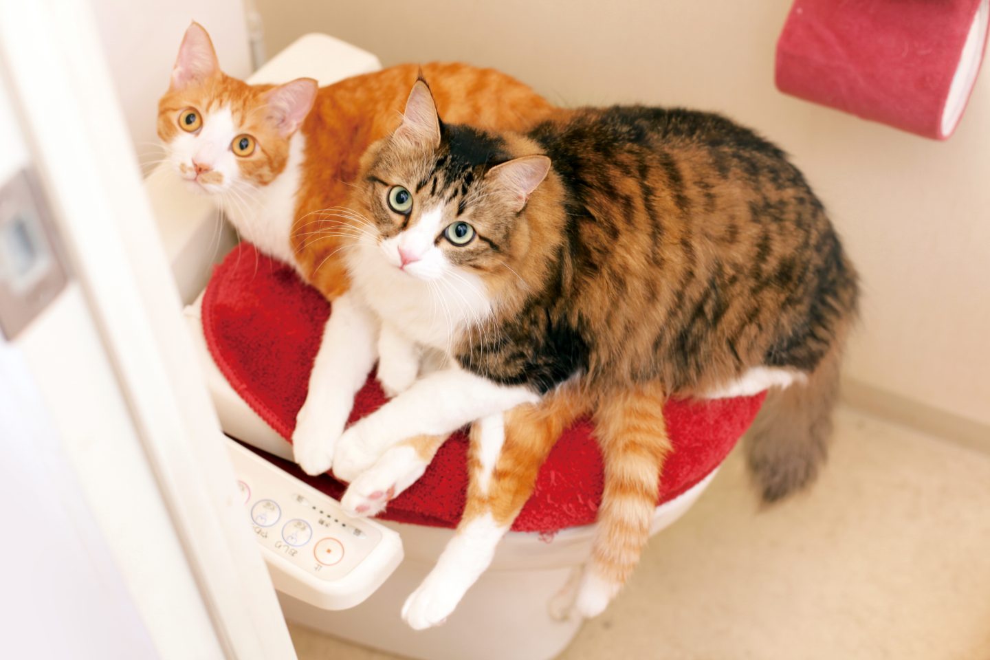 うちの猫がトイレや風呂についてきます…そのワケは？獣医師が解説。かわいすぎる理由に悶絶！