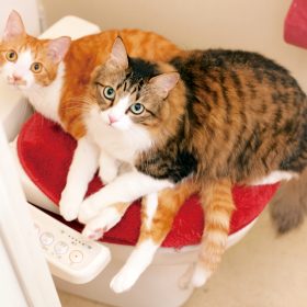 うちの猫がトイレや風呂についてきます…そのワケは？獣医師が解説。かわいすぎる理由に悶絶！