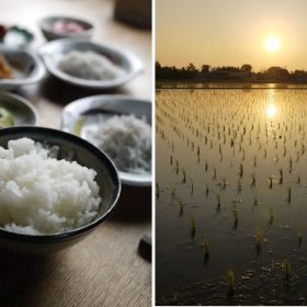 私たち「“直売”米農家」のやりきれない思い…「備蓄米の放出」に思うこと【お米農家のヨメごはん】