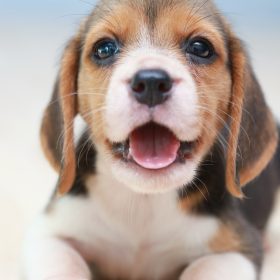 【ペットとの出会い】このコに決めた！と思った理由・きっかけは？「父が完全にノックアウトされた」「じーっと顔を見てきた」