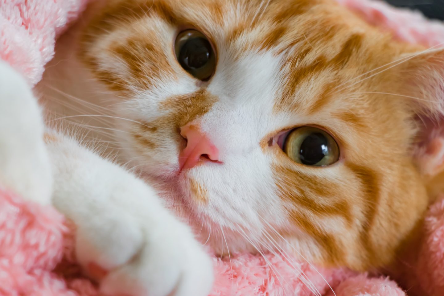 【うちのペットの宝物】パパの靴、エビのぬいぐるみ、段ボール…謎すぎる「お気に入り」がかわいすぎた！