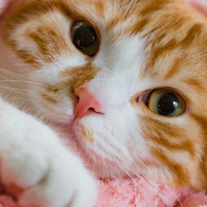 【うちのペットの宝物】パパの靴、エビのぬいぐるみ、段ボール…謎すぎる「お気に入り」がかわいすぎた！