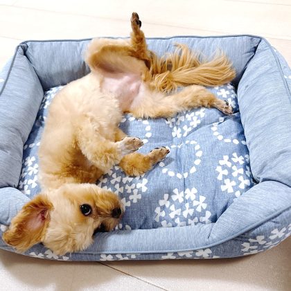 【ニトリのおすすめ】「Nクール」にはペット用もある！ワンコも快眠「接触冷感ペットベッド」