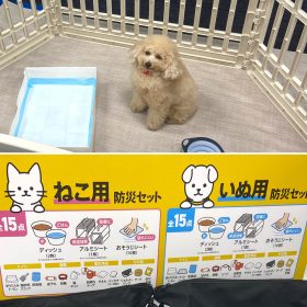 ペットの防災どうしてる？【アイリスオーヤマ】から「犬用／猫用の防災セット」が新発売