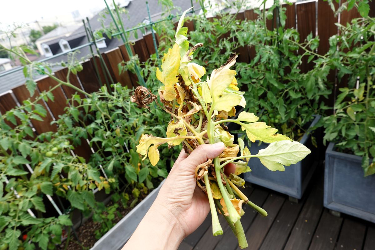 ベランダ菜園トマトの手入れ