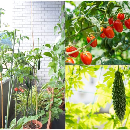 経験者149人が選ぶ「夏に育てて正解だった野菜」TOP7！食費の節約＆味に感動。来年の夏はこれで決まり