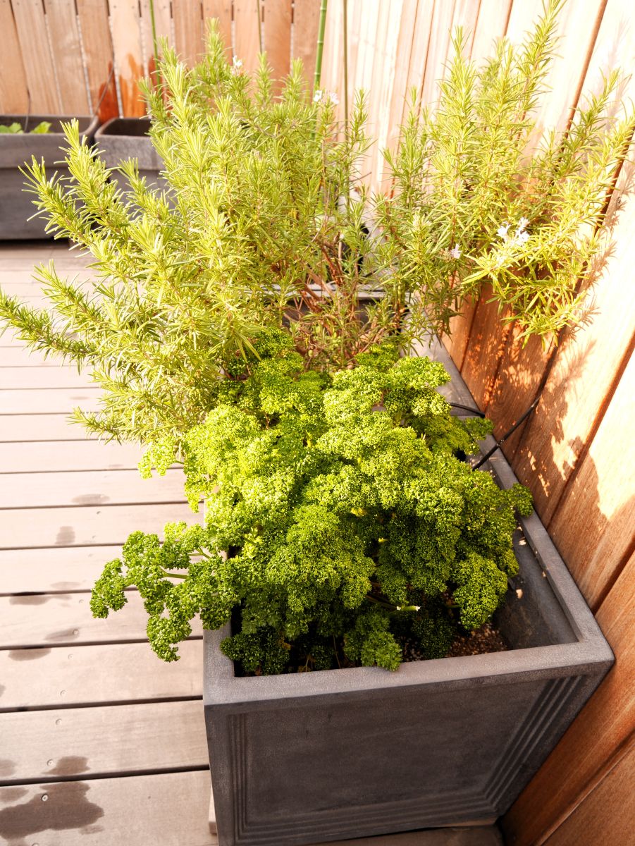ハーブ寄せ植え