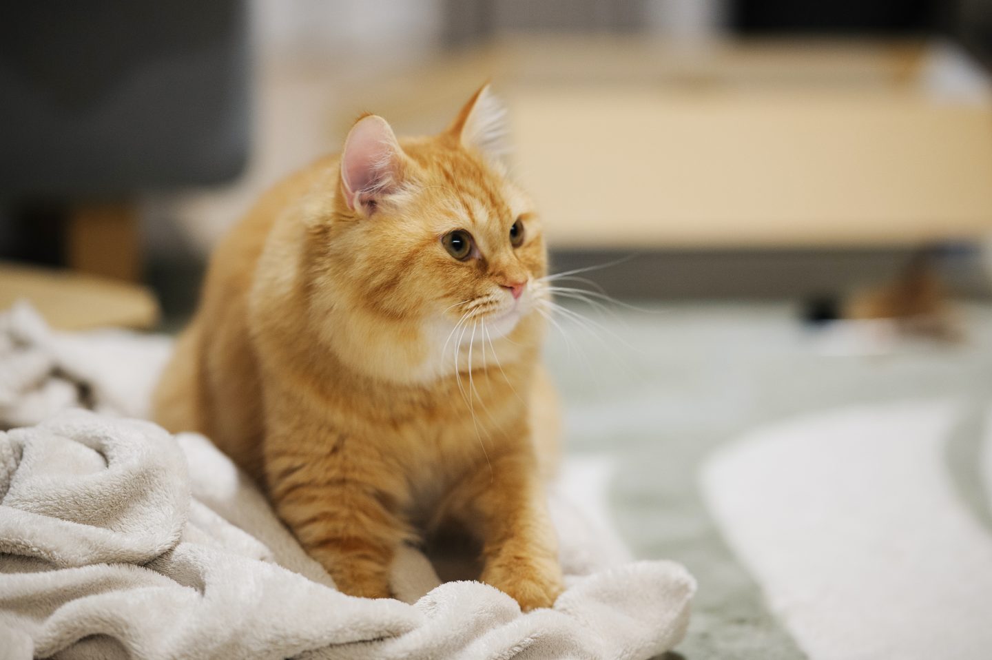 【猫好き必見】「ふみふみ」「香箱座り」なぜするの？しぐさに隠れた猫の気持ちを獣医師が解説