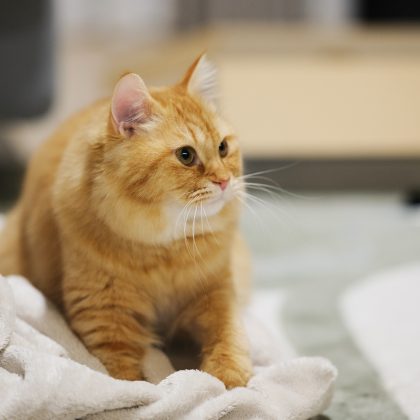 【猫好き必見】「ふみふみ」「香箱座り」なぜするの？しぐさに隠れた猫の気持ちを獣医師が解説