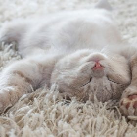 猫の「へそ天」＝なでてOK？「ごめん寝」って本当に謝ってるの？猫の気持ちを獣医師が解説