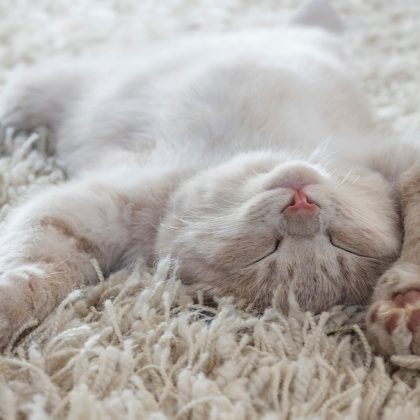 猫の「へそ天」＝なでてOK？「ごめん寝」って本当に謝ってるの？猫の気持ちを獣医師が解説