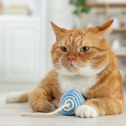 猫の「イカ耳」と「しっぽブンブン」にはどんな気持ちが隠れてる？獣医師が教える猫の本音サイン