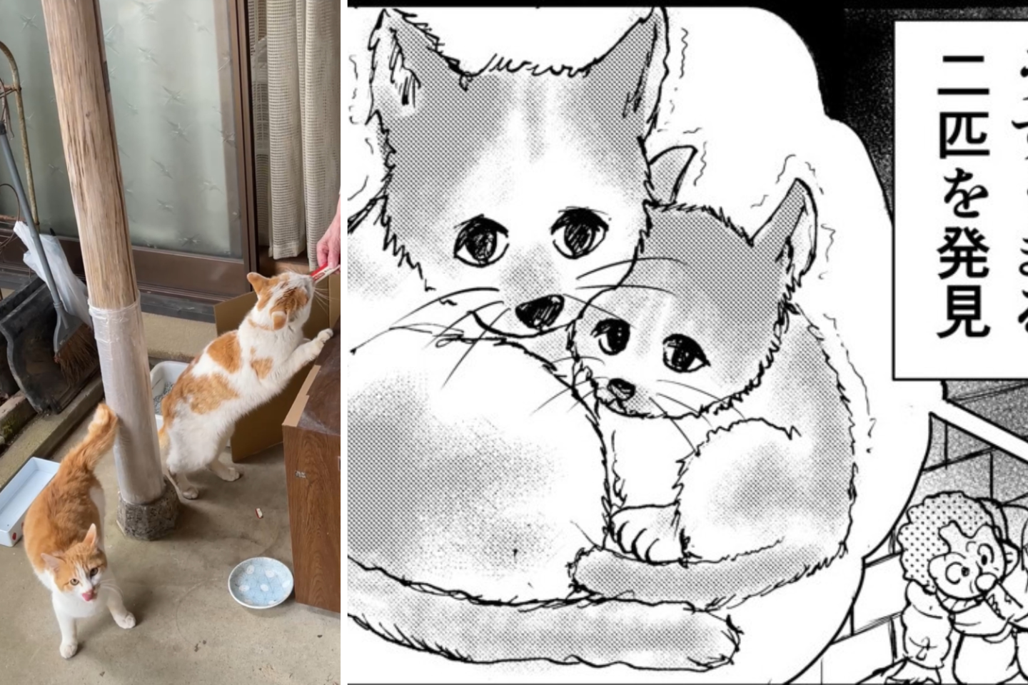 「88歳一人暮らしの母が猫を拾いまして」漫画家の娘が描く、高齢者と保護猫の関係